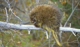 豪猪最新爆料3.0,揭秘娱乐圈惊天秘密